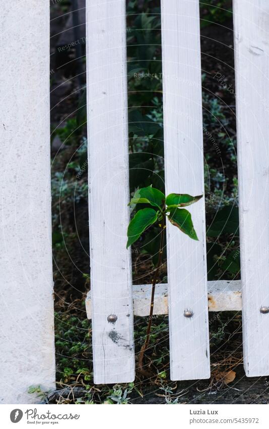 Baumschößling wächst heran, schiebt sich durch einen weißen Lattenzaun... Schößling wachsen Wachstum Symbolik Wille Überlebenswille grün Pflanze Natur