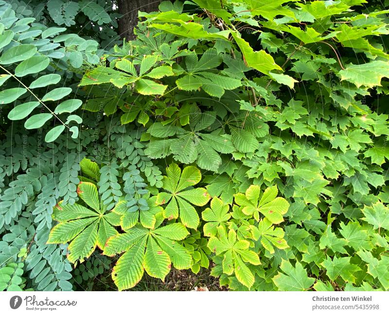 grüne Vielfalt Blätter grüne Blätter Laubwerk Blattwerk Natur Pflanzen Bäume natürlich Grüntöne Blattformen Sommer Robinie Kastanie Ahorn miteinander