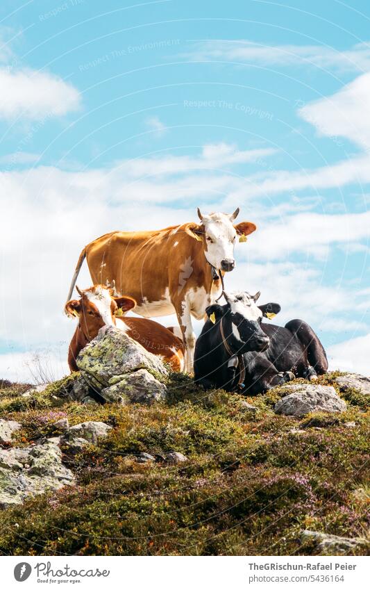 Kühe auf Hügel vor blauem Himmel Nutztier drei liegend stehen posieren schwarz braun weiß Hörner Alpen Weide Steine steinig Wiese Tier grün Natur Außenaufnahme
