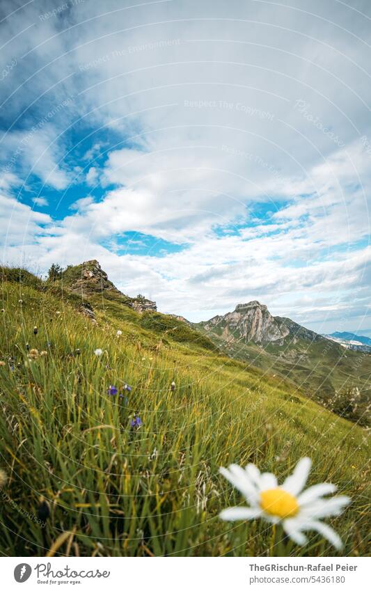 Berge mit Blume im Vordergrund Wanderung Schweiz Wolken Berge u. Gebirge Alpen Bergpanorama Wolkenhimmel Panorama (Aussicht) Himmel Natur Landschaft Tourismus