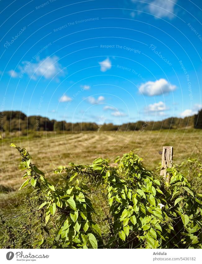 Eine Ackerwinde rankt an einem Stacheldrahtzaun vor einer gemähten Wiese im Spätsommen Zaun mähen Sommer Gras Feld Landwirtschaft Heu Landschaft Pflanze