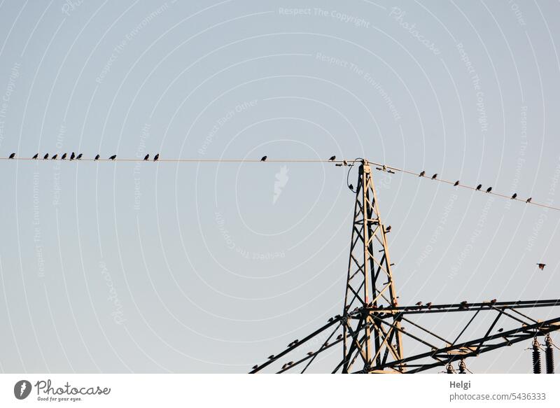 Starparade Stare Vögel Zugvögel Strommast Stromleitung Himmel sitzen fliegen Stromversorgung wolkenloser Himmel Sommer rasten Pause Freiheit Natur Vogelschwarm