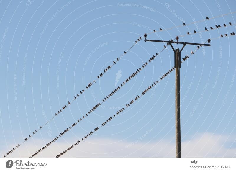 Staraufgebot - Unmengen von Staren rasten auf der Stromleitung Vogel Vogelschwarm Strommast Himmel Wolken Sommer Natur Schwarm Freiheit Tier Außenaufnahme viele