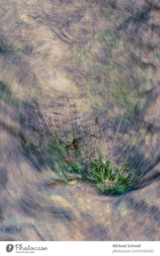 Gräser im Fluss mitreißend bewegend Strudel Wasserstrudel Bewegung Gras Ufer Reflexion & Spiegelung