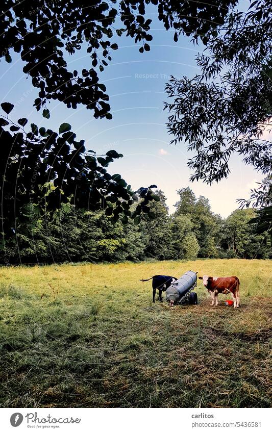 Milchproduktion (Ökoversion) | Glückliche Kühe auf der Weide Kuh Anhänger Tränke Wasser Natur Tier Wiese Landwirtschaft Rind Gras grün Herde Landschaft Nutztier