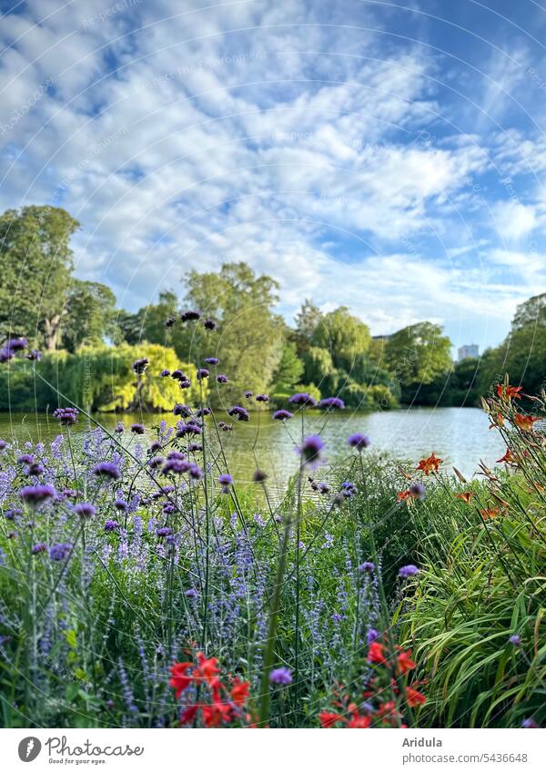 Sommerblumenbeet im Park vor einem See mit Bäumen und blauem Himmel mit weißen Wolken Blumenbeet grün Schönes Wetter violett lila rot Tageslicht Garten Blühend