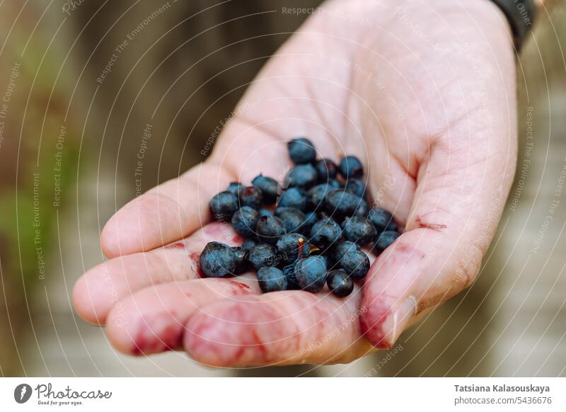 Die Hand eines Mannes mit einer Handvoll frisch gepflückter wilder Heidelbeeren Blaubeeren Wildheidelbeere Vaccinium myrtillus Europäische Heidelbeere