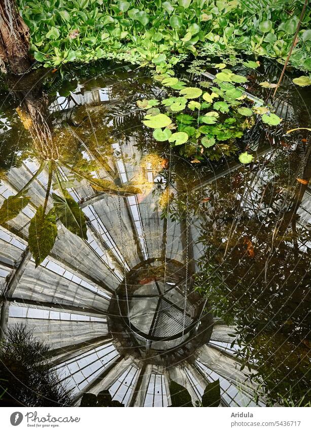 See in einem Historischen Gewächshaus mit Seerosen und Wasserpflanzen, das Kuppeldach und die Pflanzen spiegelt sich im Wasser Spiegelung Tropische Pflanzen