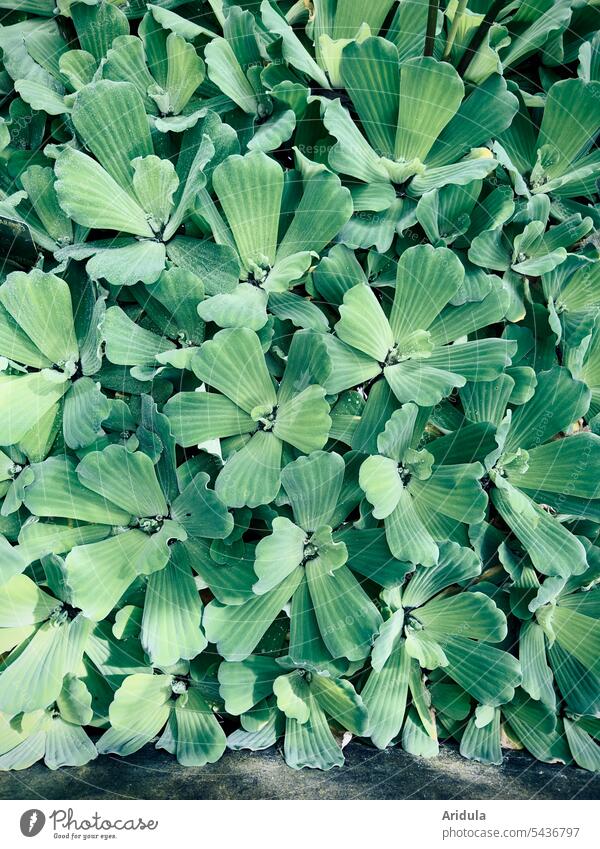 Heute gibt es Wassersalat Pistia stratiotes Grüne Seerose Muschelblume Wasserpflanze grün Teich Blatt Aronstabgewächse Schwimmpflanze Natur tropisch