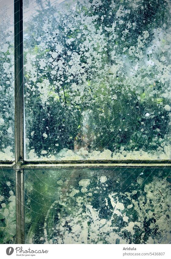 Gesprenkelte Gewächshausscheiben Glasscheibe Fenster Kondenswasser Treibhaus Grün Muster grün Pflanze Scheibe Fensterscheibe Gärtnerei Natur