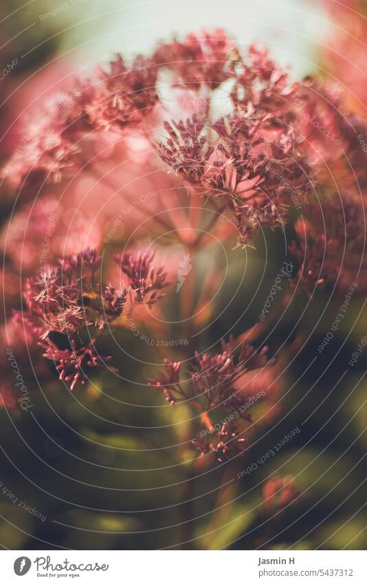 Dunkelrot-lila-rosa Blüte des großen Wasserdost magenta dunkelrot Blume Pflanze Natur Farbfoto Sommer Nahaufnahme Garten Blühend Außenaufnahme Menschenleer
