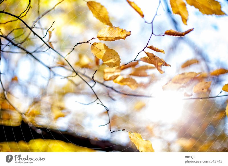 Herbstlich(t) Umwelt Natur Pflanze Sonne Schönes Wetter Baum Blatt natürlich gelb Farbfoto Außenaufnahme Menschenleer Tag Licht Sonnenlicht Sonnenstrahlen