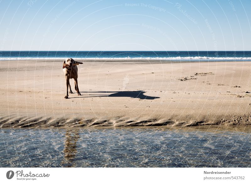 Meine Insel Jagd Abenteuer Ferne Freiheit Sommer Sonne Strand Meer Wellen Landschaft Urelemente Sand Wasser Wolkenloser Himmel Tier Hund Spielen Freundlichkeit