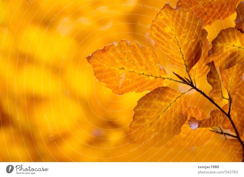 Laubblätter, Herbst Design Natur Pflanze Baum Blatt Wald alt natürlich trist trocken braun mehrfarbig gelb orange Hintergrundbild November altehrwürdig