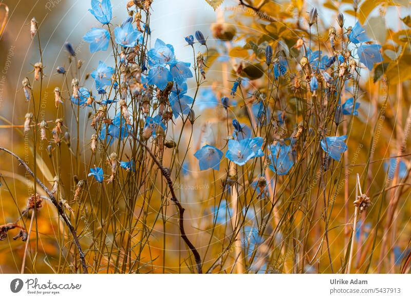 Wilde Glockenblumen in Norwegen Gebirgspflanzen Felsen blau Sommer flora wild Blumen Campanula Blüte Pflanze Blühend Natur Außenaufnahme schön Detailaufnahme