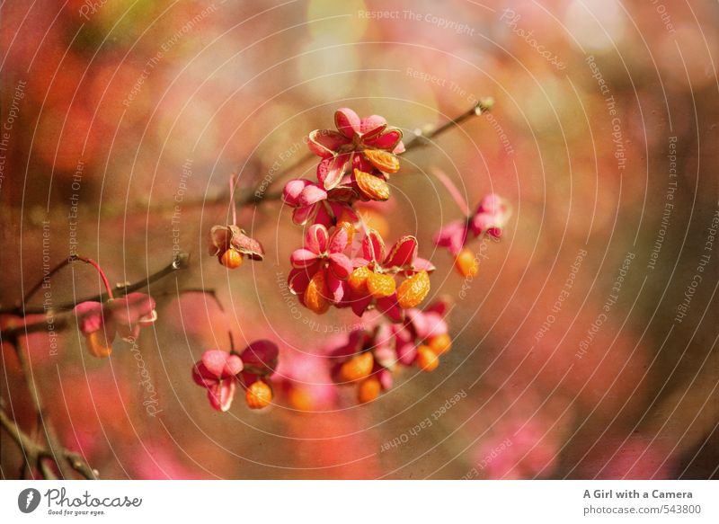 Pfaffenhütchen Umwelt Natur Pflanze Herbst Schönes Wetter Sträucher Garten leuchten mehrfarbig orange rosa Blühend Mitte Farbfoto Außenaufnahme