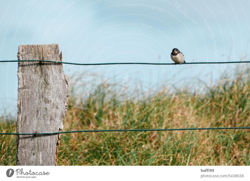 die Schwalbe sitzt es erst mal aus  - auf dem Draht des Weidezauns bei sommerlichem Wetter Schwalben Blick Tiergesicht Tierporträt Wildtier Vogel aussitzen