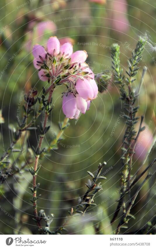 Glockenheide im Neustädter Moor Spätsommer Pflanze Blüte rosa Erica tetralix Moorglockenheide heimisches Heidekrautgewächs winterhart mehrjährig