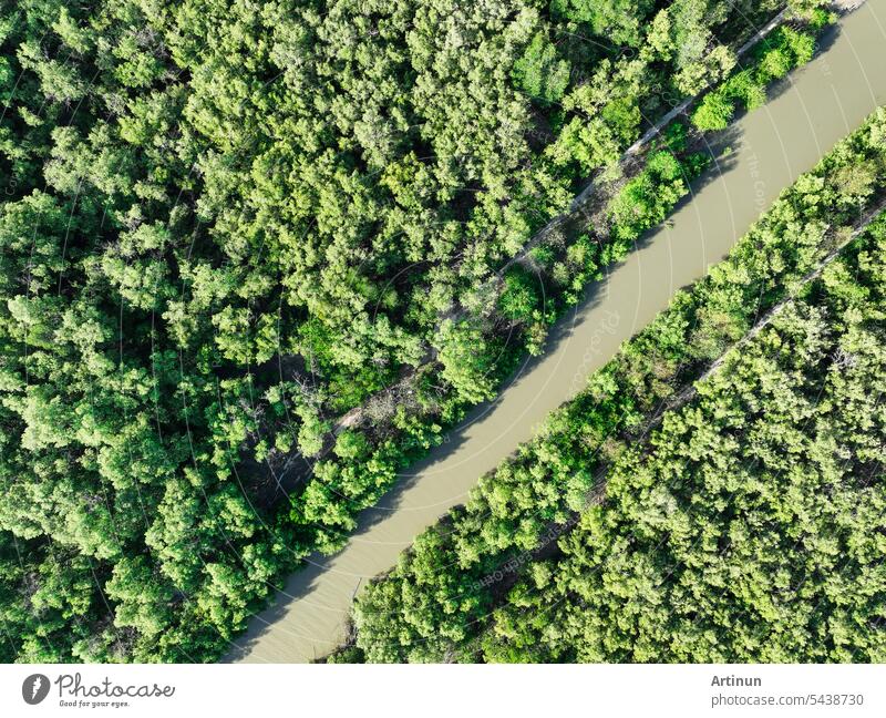 Grüner Mangrovenwald mit einem Kanal aus Meerwasser. Mangroven-Ökosystem. Natürliche Kohlenstoffsenken. Mangroven binden CO2 aus der Atmosphäre. Blaue Kohlenstoff-Ökosysteme. Mangroven absorbieren Kohlendioxid-Emissionen.