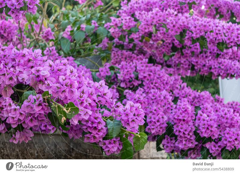 Schöne Bougainvillea-Blume in Pula, Kroatien. Dieses Foto wurde im Juli 2023 aufgenommen. adriatisch Hintergrund schön Schönheit Blütezeit Überstrahlung
