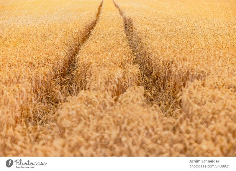 Reifenspuren im kleinwüchsigen Weizen bis zum Horizont auf einem landwirtschaftlichen Feld reif Sommer verdorrt heiß geringes Wachstum Korn