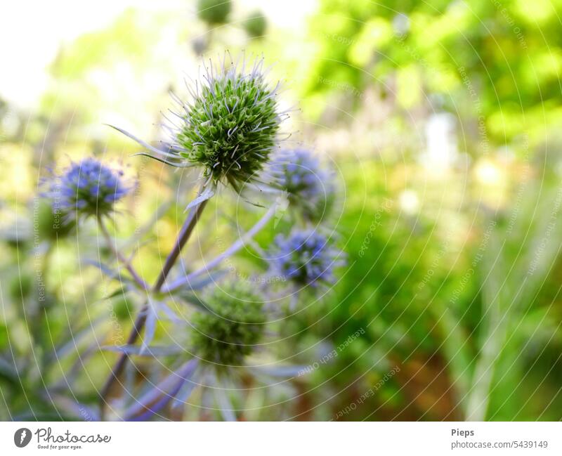 Nur gucken - nicht anfassen! Pflanze Mannstreu robust dekorativ Garten Edeldistel Blüte kugelförmig blau bienenfreundlich Stauden Beet dornig pflegeleicht