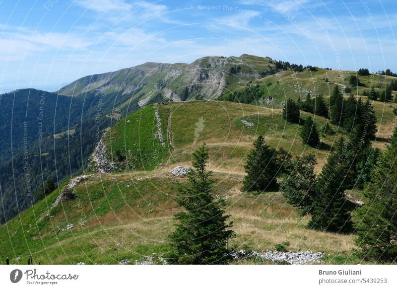 Blick auf ein Tal im Sommer. Tannenbäume auf einem grünen Berg. Hügel Berge u. Gebirge Weide Wald Kiefer nadelhaltig Himmel Gras Wanderung Umwelt wild Natur