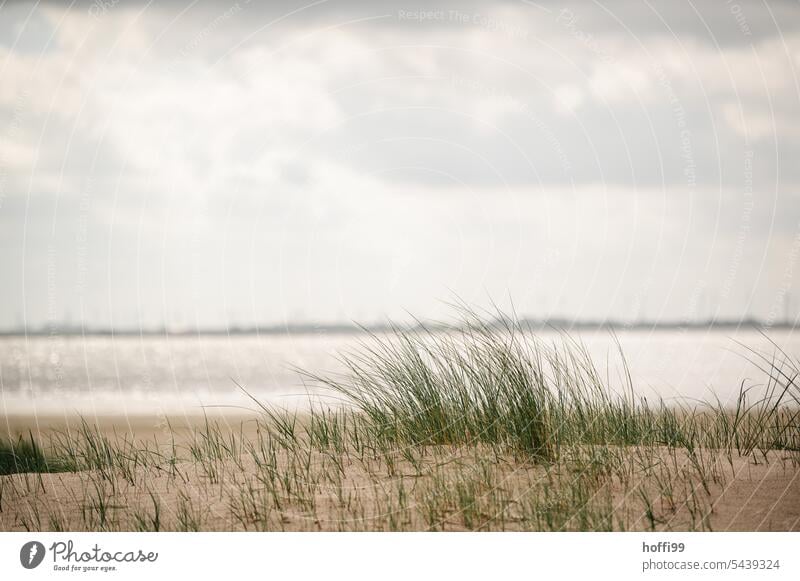 Strandhafer im gleißenden Sonnenlicht Gras Düne Sommer Pflanze Küste Natur Landschaft Dünengras Nordsee Nordseeküste Wolken gleißendes Licht