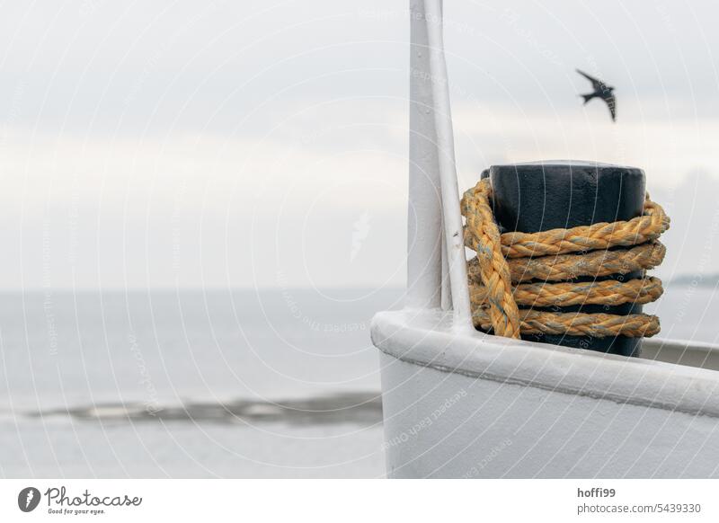 Poller mit einem Tau auf einer Fähre - eine Schwalbe fliegt vorüber Seil festmachen Schwalben Schwalbenschwanz Wasser Wasserfahrzeug maritim Schifffahrt Hafen