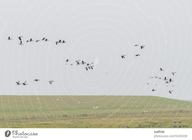 Wildgänse ziehen vorbei am Deich mit Schafen Vogelflug Zugvogel Zugvögel Vogelzug Vogelschwarm Schwarm Himmel fliegen Deichkrone Deichvorland Nebelschleier