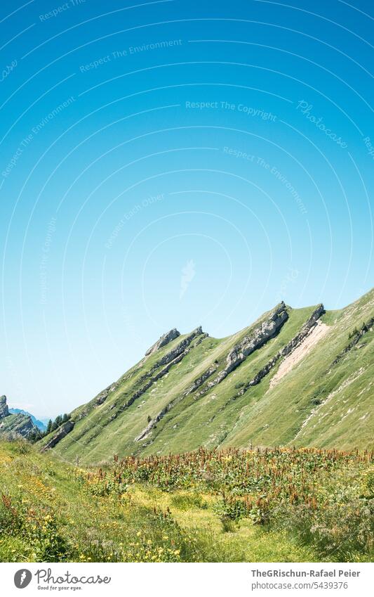 Bergkette mit Pflanzen im Vordergrund und blauem Himmel Wanderung Schweiz Berge u. Gebirge Alpen Panorama (Aussicht) Natur Landschaft Tourismus laufen wandern
