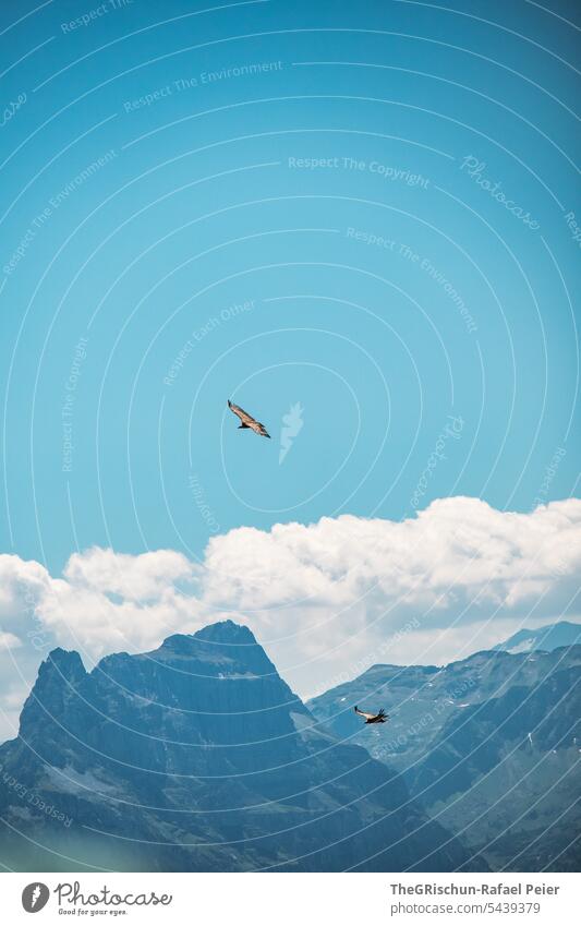 Gänsegeier in der Luft vor Bergpanorama Vogel fliegen kreisen Berge u. Gebirge Himmel Tier Farbfoto Natur Außenaufnahme Wolken Tag Landschaft blau Alpen