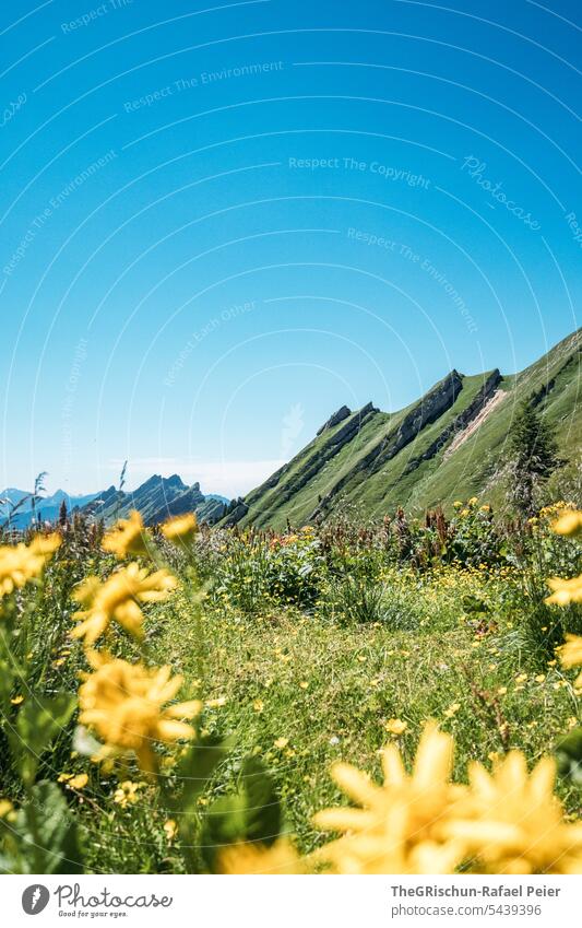 Bergkette mit Blumen im Vordergrund und blauem Himmel Wanderung Schweiz Berge u. Gebirge Alpen Panorama (Aussicht) Natur Landschaft Tourismus laufen wandern