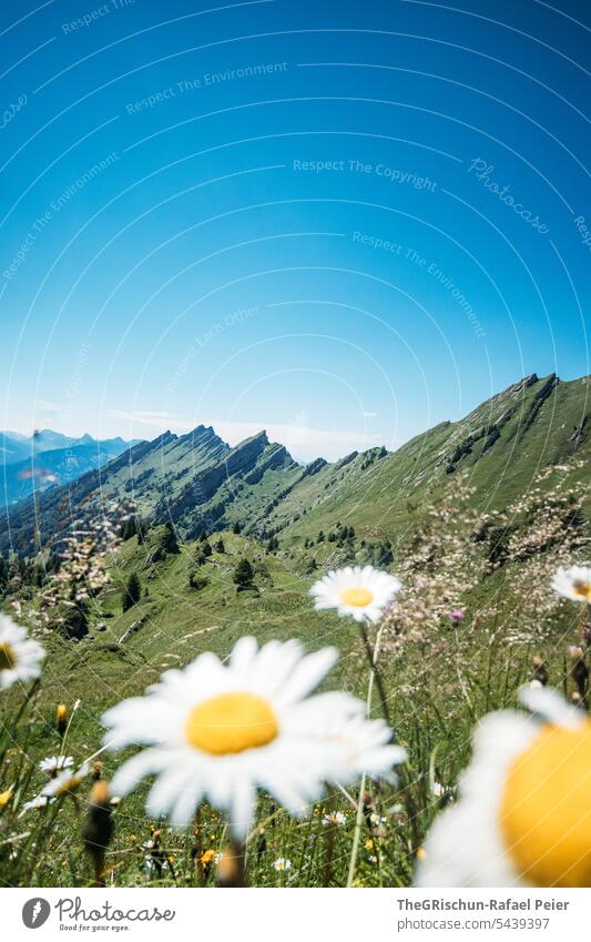 Bergkette mit weissen Blumen im Vordergrund und blauem Himmel Wanderung Schweiz Berge u. Gebirge Alpen Panorama (Aussicht) Natur Landschaft Tourismus laufen