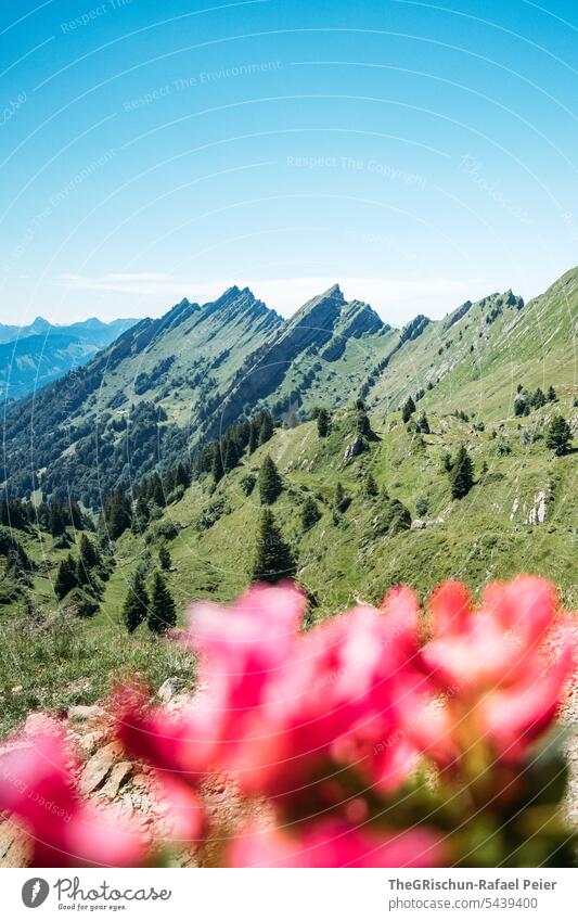 Bergkette mit roten Blumen im Vordergrund und blauem Himmel Wanderung Schweiz Berge u. Gebirge Alpen Panorama (Aussicht) Natur Landschaft Tourismus laufen