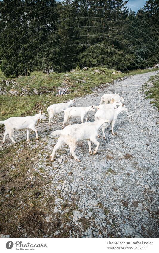 Weisse Ziegen laufen über Wanderweg weiß wanderweg Appenzellerland Farbfoto Berge u. Gebirge Tourismus Landschaft Weiße Ziege Tier Nutztier Herde Weide weiden