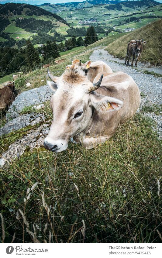 Kuh Sitz im Gras am Wegrand tierportrait Kuhherde Nutztier Hörner Weide Tier Natur Wiese Außenaufnahme Landwirtschaft Tiergruppe