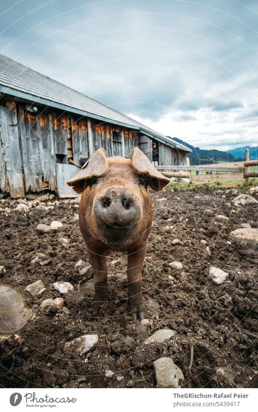 Schwein im Sumpf vor Alphütte Portrait niedlich dunkel schwarz braun Erde Schlamm Himmel düster Stall