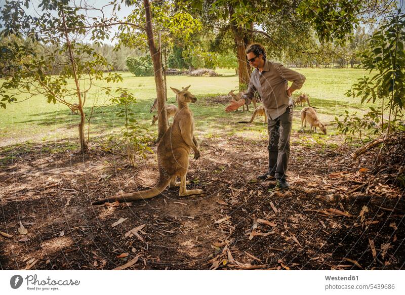 Australien, New South Wales, Mann bereitet sich auf Handschlag mit Känguru vor Tourist Touristen Tierwelt Tierwelten Freizeitkleidung Freizeitbekleidung casual