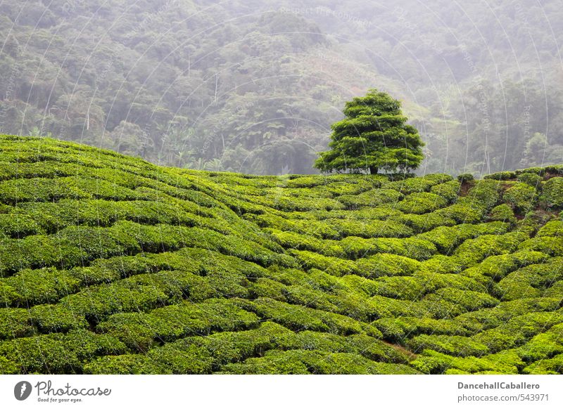 Teeanbau auf Hügel mit einem Baum Natur Malaysia Landschaft Teeplantage Pflanze Teepflanze Nebel Ackerbau cameron highlands ruhig Berge u. Gebirge Nutzpflanze