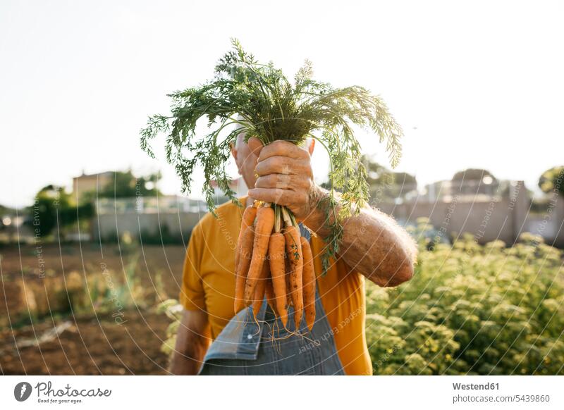 Unerkennbarer älterer Mann, der ein Bündel geernteter Möhren hält Gärtner ernten Ernte Garten Gärten Gaerten Gartenanlage Gartenanlagen Karotten Mohrrüben