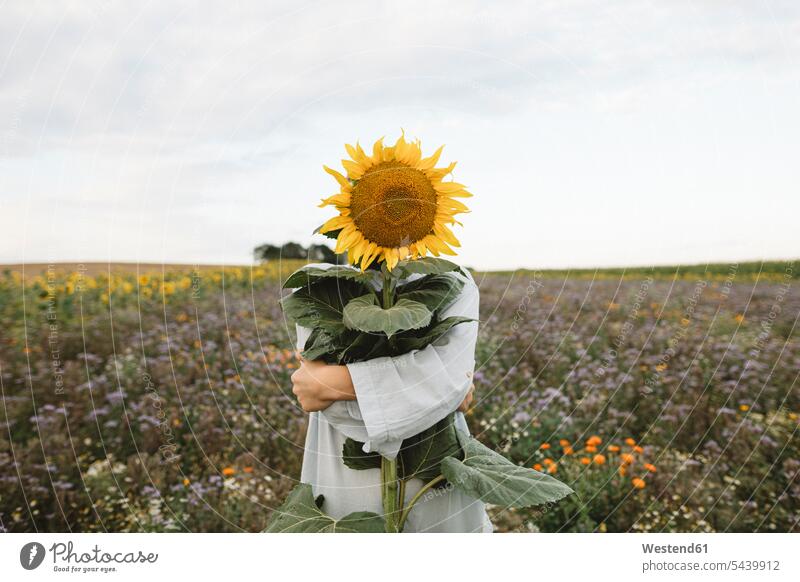 Sonnenblumen bedecken das Gesicht eines Jungen auf einem Feld Hemden gross auf dem Land auf dem Lande Muße Eingebung Ideen Kreativ Ausfluege Ausflüge Kurzurlaub