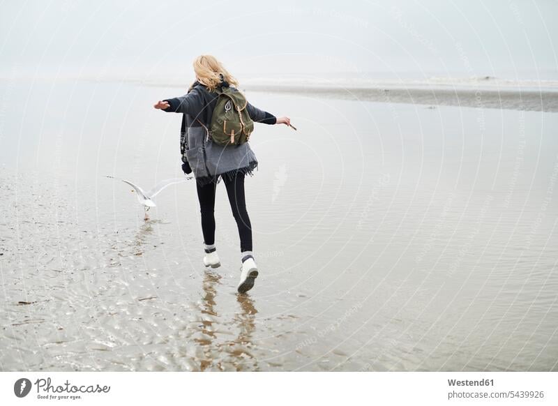 Niederlande, Rückenansicht einer jungen Frau mit Rucksack, die am Strand hinter einer Möwe läuft weiblich Frauen Beach Straende Strände Beaches Moewe Möwen