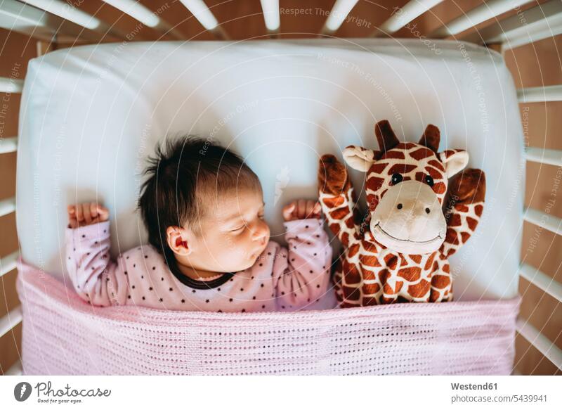 Neugeborenes Mädchen schläft im Gitterbett mit einer Plüschgiraffe Kind Babies Babys Kinder Stofftier Stofftiere liegen liegend liegt schlafen schlafend