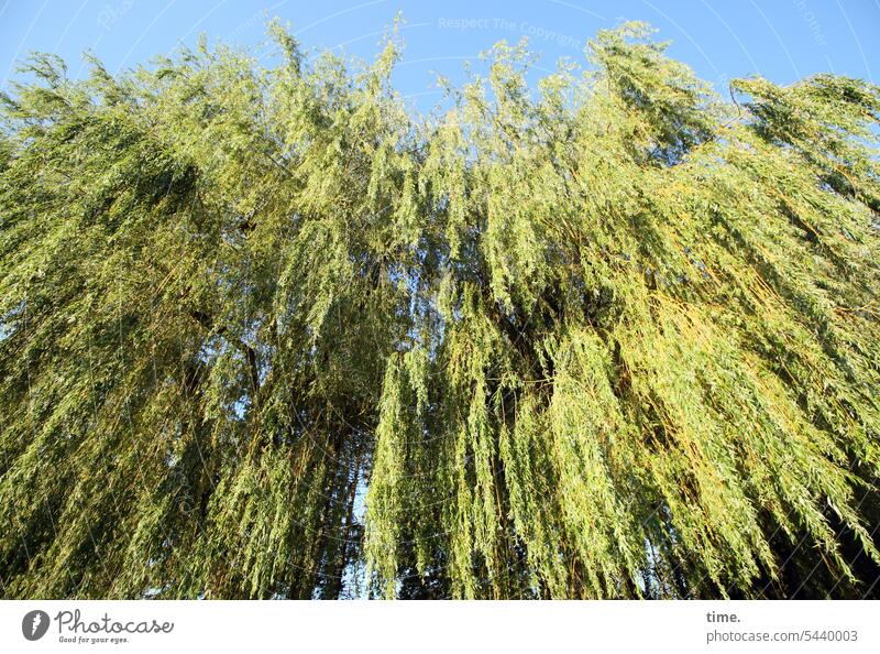 Weide, abrauschend Baum hängen Äste Zweige schönes Wetter Natur Umwelt Himmel hoch groß Wachstum Pflanze Weidenbaum