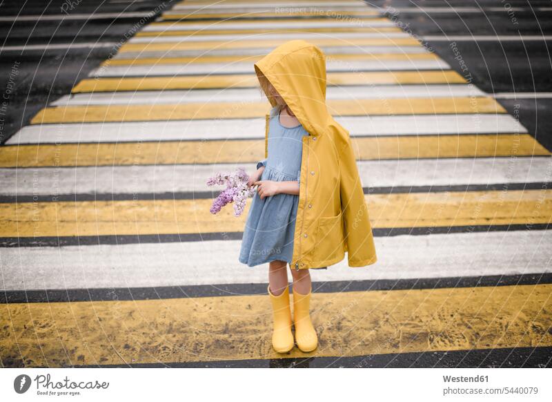 Mädchen in gelber Regenjacke, stehend auf Zebrastreifen, hält Flieder weiblich Regenkleidung Fussgaengeruebergang Fussgängerstreifen Fussgaengerstreifen