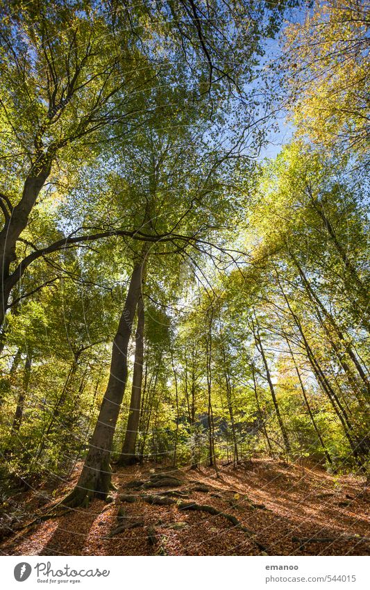 Die Geschichte vom Herbst Ferien & Urlaub & Reisen Ausflug wandern Umwelt Natur Landschaft Wetter Pflanze Baum Blatt Wald Wachstum frisch hell Wärme mehrfarbig
