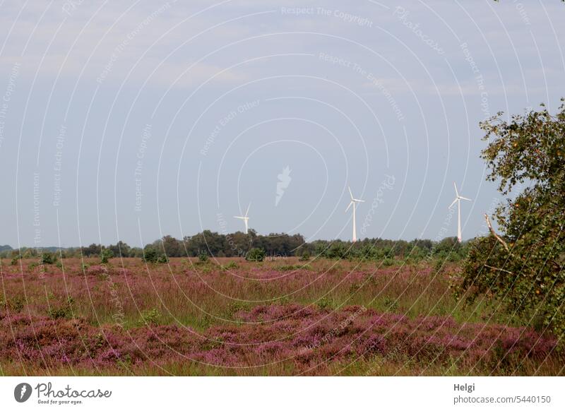 Heidelandschaft mit 3 Windkraftanlagen im Hintergrund Heidekraut Heideblüte Moor Moorlandschaft Baum Strauch Windrad Energie Energiegewinnung Himmel Sommer
