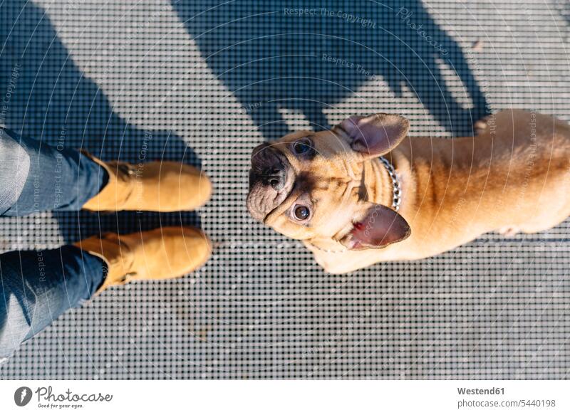 Porträt einer französischen Bulldogge, die zum Besitzer aufschaut Europäer Kaukasier Europäisch kaukasisch ein Tier 1 Einzelnes Tier eins einzeln Außenaufnahme