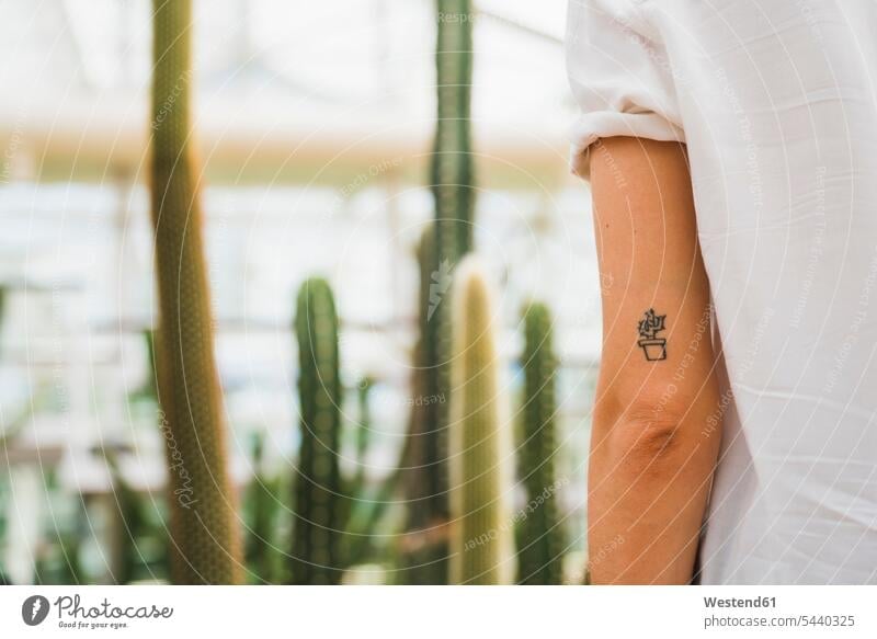 Kaktus-Tattoo auf dem Arm einer jungen Frau Tätowierungen Tatoos Taetowierung Tattoos Taetowierungen Arme Cactaceae Kakteengewaechs Kakteengewächs